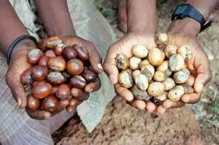 AKARZ Unrefined Shea Butter